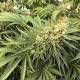 Oregon admits lack of oversight of medical marijuana program