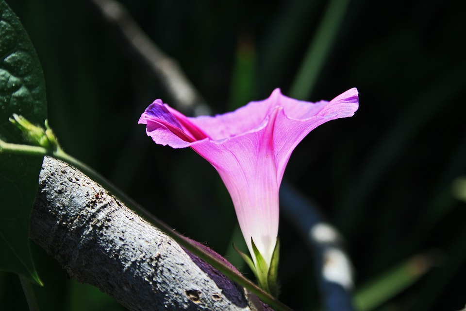 pink morning glory flower, flower, trumpet