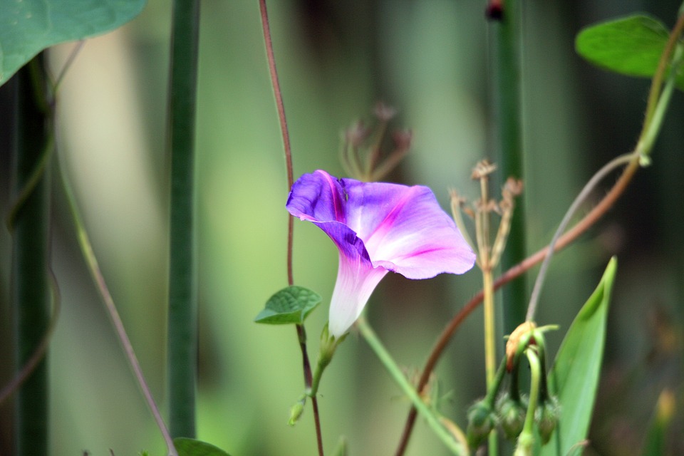 pink morning glory flower, flower, weed