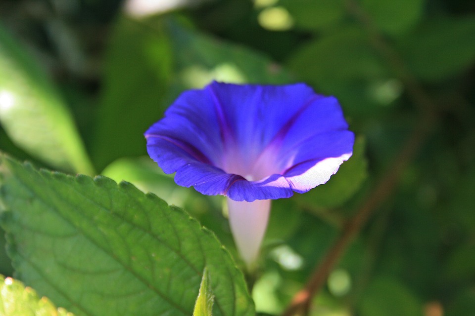 purple morning glory flower, flower, trumpet