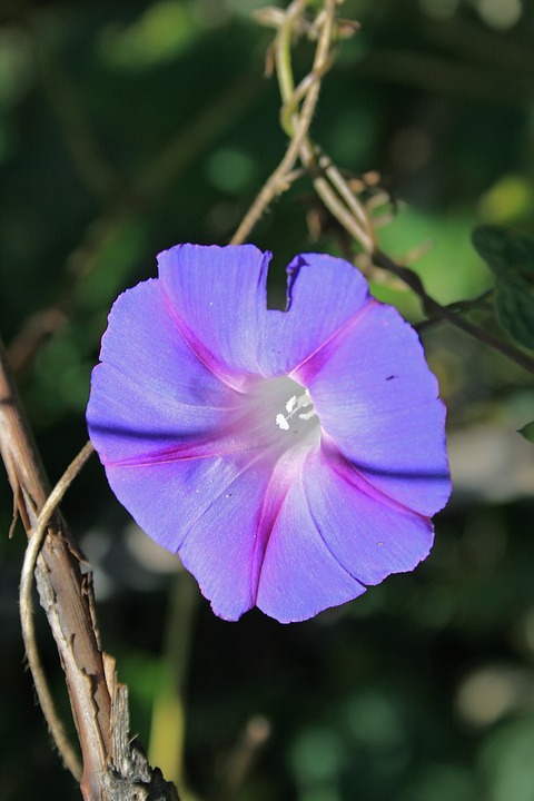 purple morning glory flower, flower, trumpet