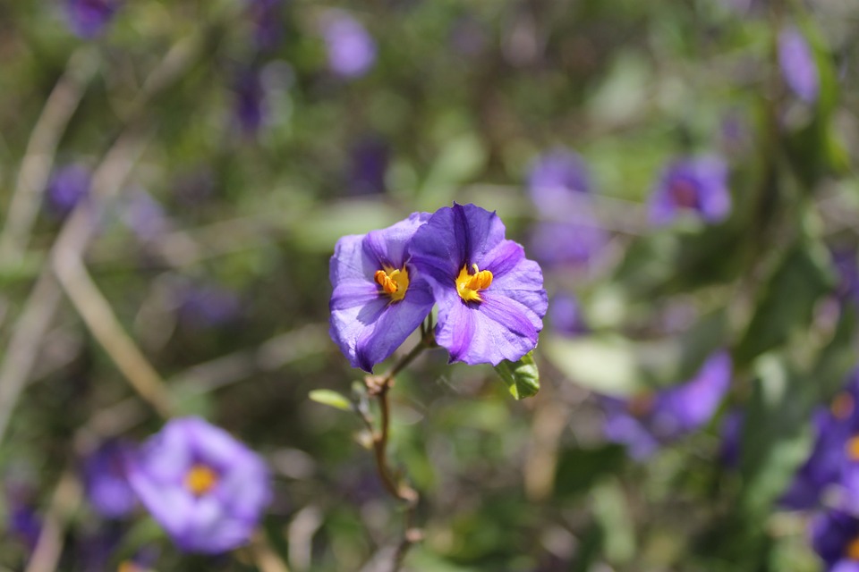 purple weed, flower, morning glory