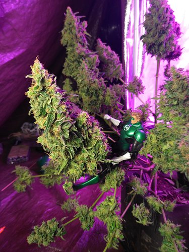 RT @Ilove_marijuana: Green Lantern on the great Northern Lights autoflower!...