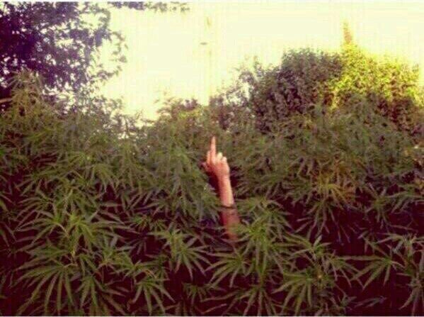 RT @THCVibes420: When someone tells me that I should quit smoking weed....