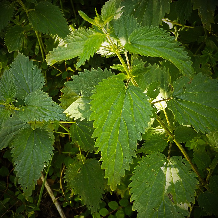 stinging nettle, nature, in the free