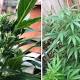 Sunny weather has inspired outdoor cannabis growers to 'summer skunk'