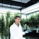 Why BC's Anandia Labs could be the leading cannabis company in North America