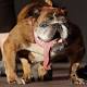 Zsa Zsa, the English Bulldog, Wins World's Ugliest Dog Title