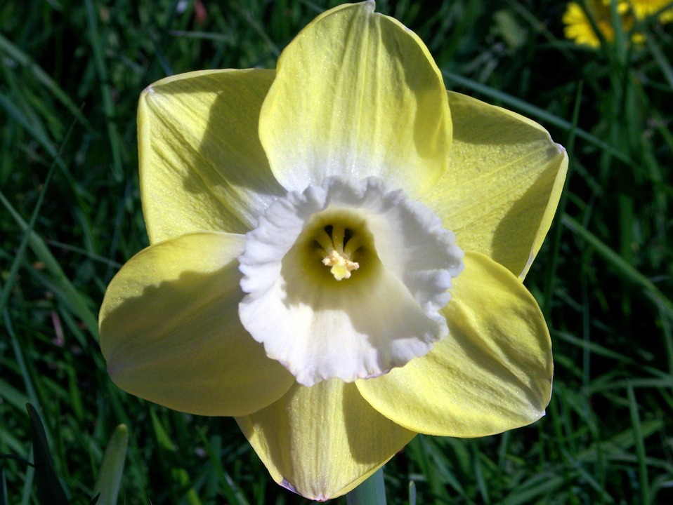 daffodil flower yellow light yellow petals white centre green background grass green weeds plants background single blossom bloom bright cheerful floral fleurs daffodil daffodil daffodil daffodil daffodil