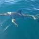 Dozens of baby white sharks caught on drumlines