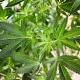Cities Across Ohio Will Vote On Marijuana Decriminalization In November